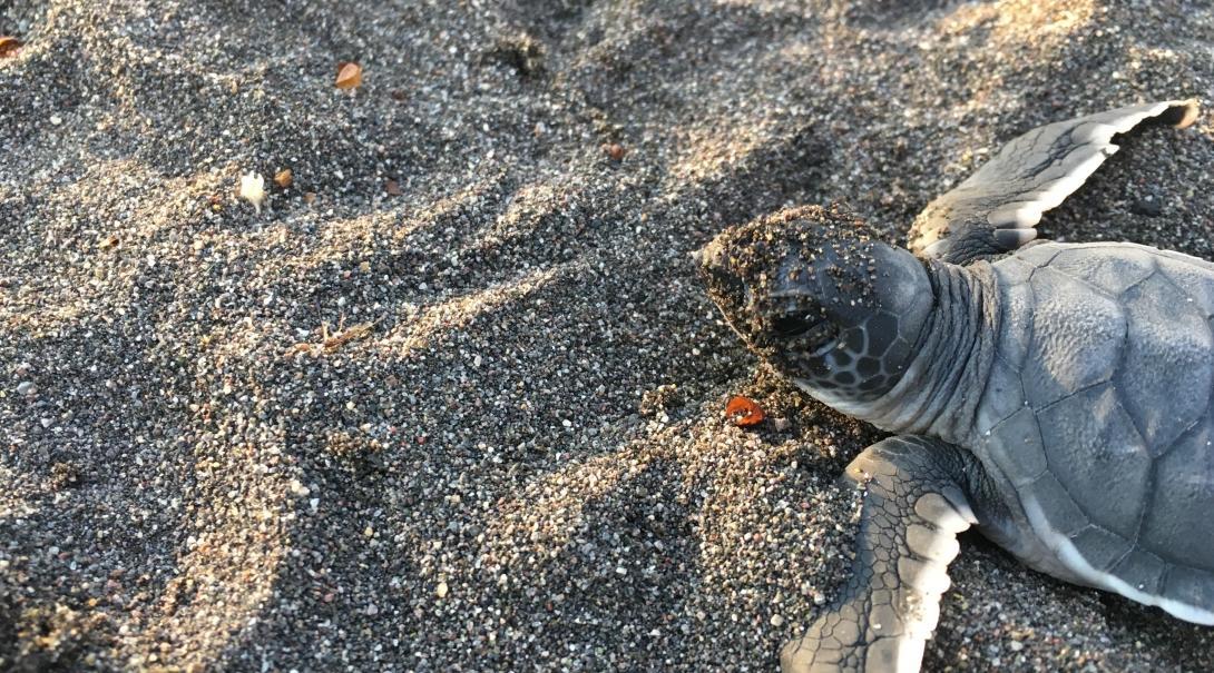 A turtle hatchling crawling along the beach in Mexico Conservation volunteer work in Mexico for teenagers involves lots of work with turtle hatchlings